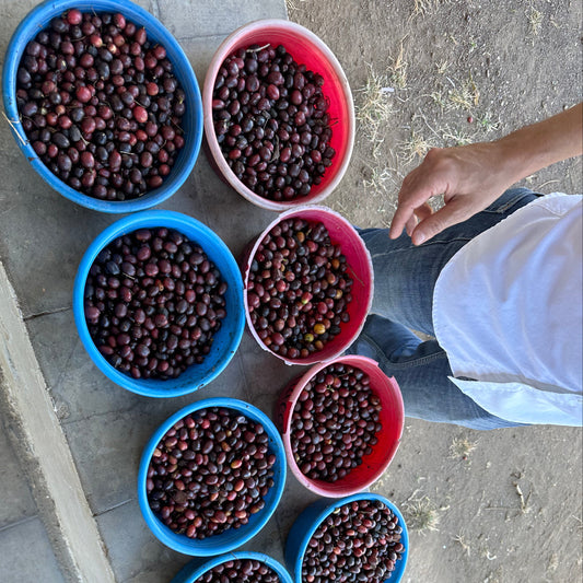 El Salvador San Beneficio Miguel Natural Process