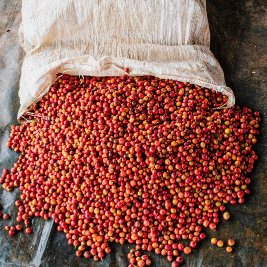 Kenya Gachatha AA