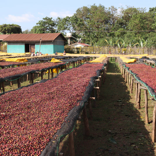 *New* Ethiopia Banko Gotiti Double Fermentation