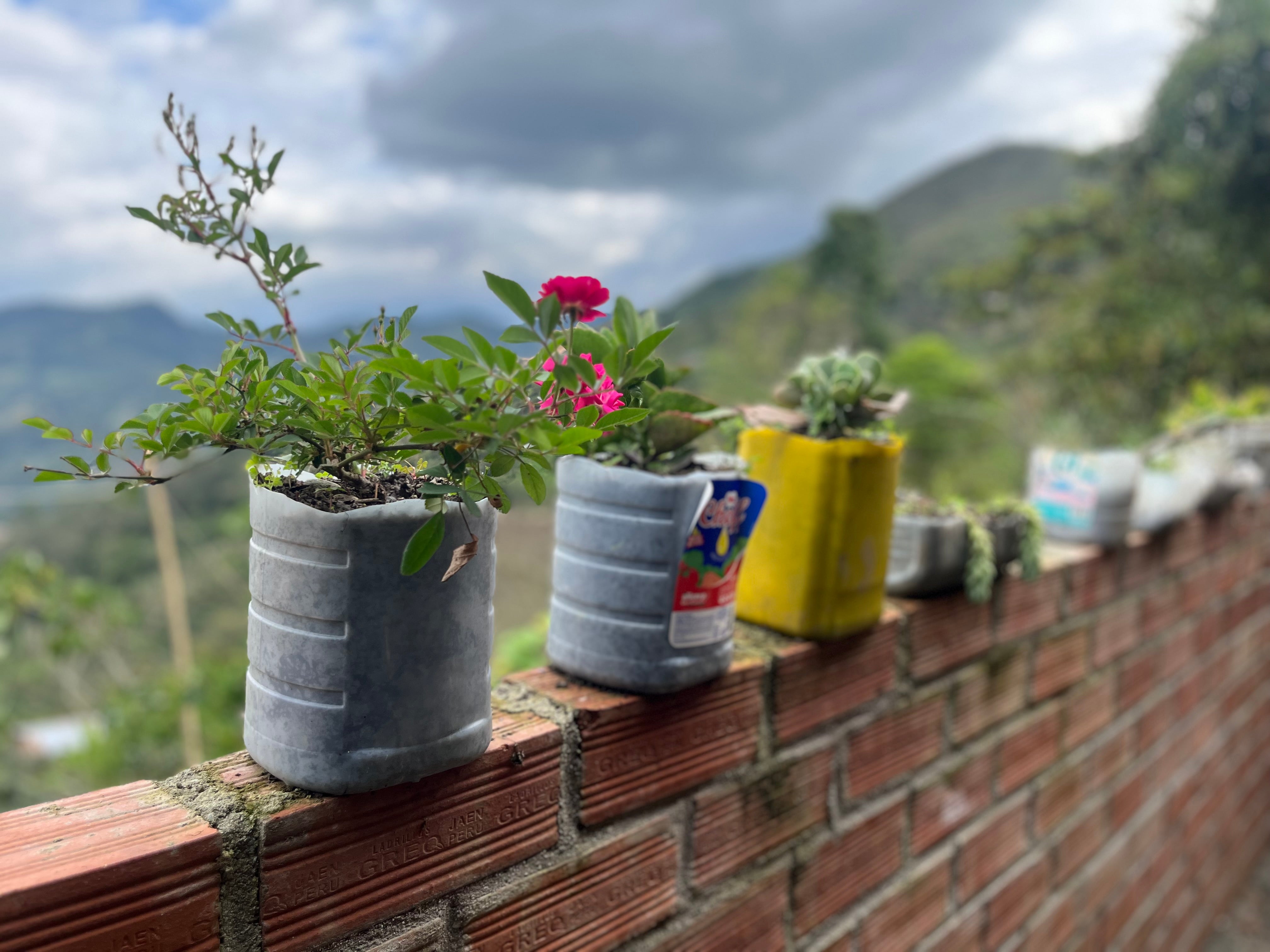 Peru Cajamarca – Figure 8 Coffee Purveyors
