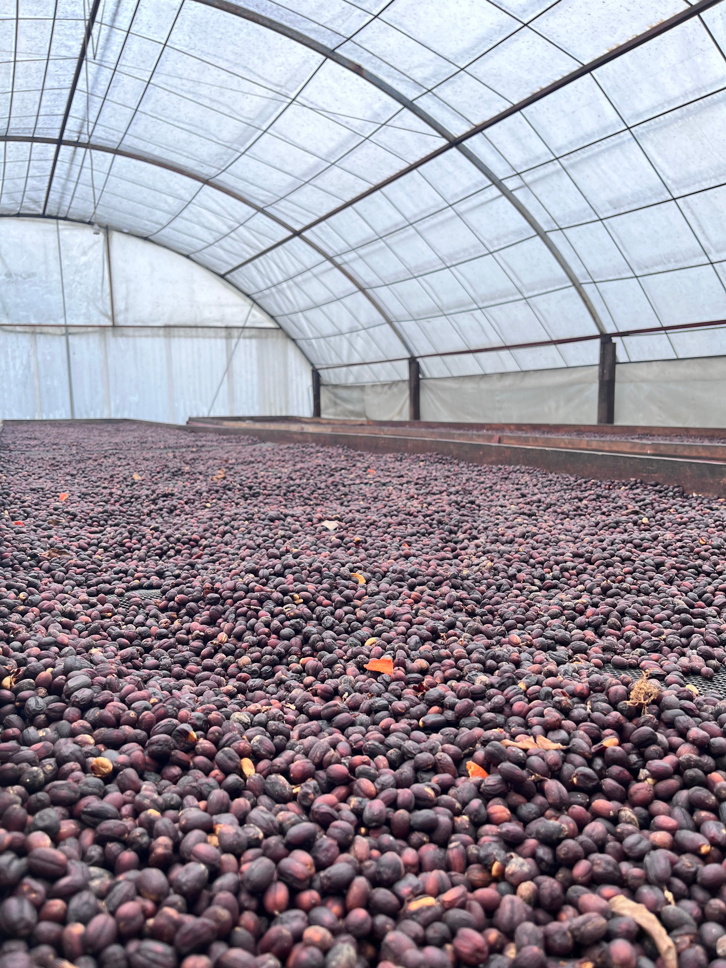 Peru Cajamarca – Figure 8 Coffee Purveyors